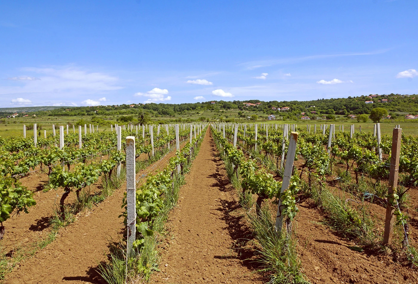 Vrućine pritišću hercegovačke vinograde, kakav će biti ovogodišnji urod?
