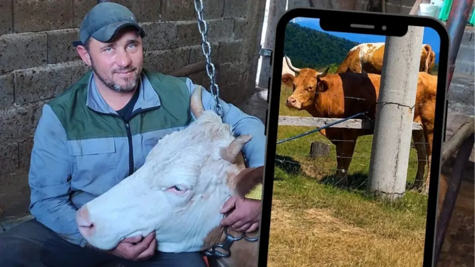 "Krava migrant" luta kod Konjica: "Ne znamo čija je ni odakle je"