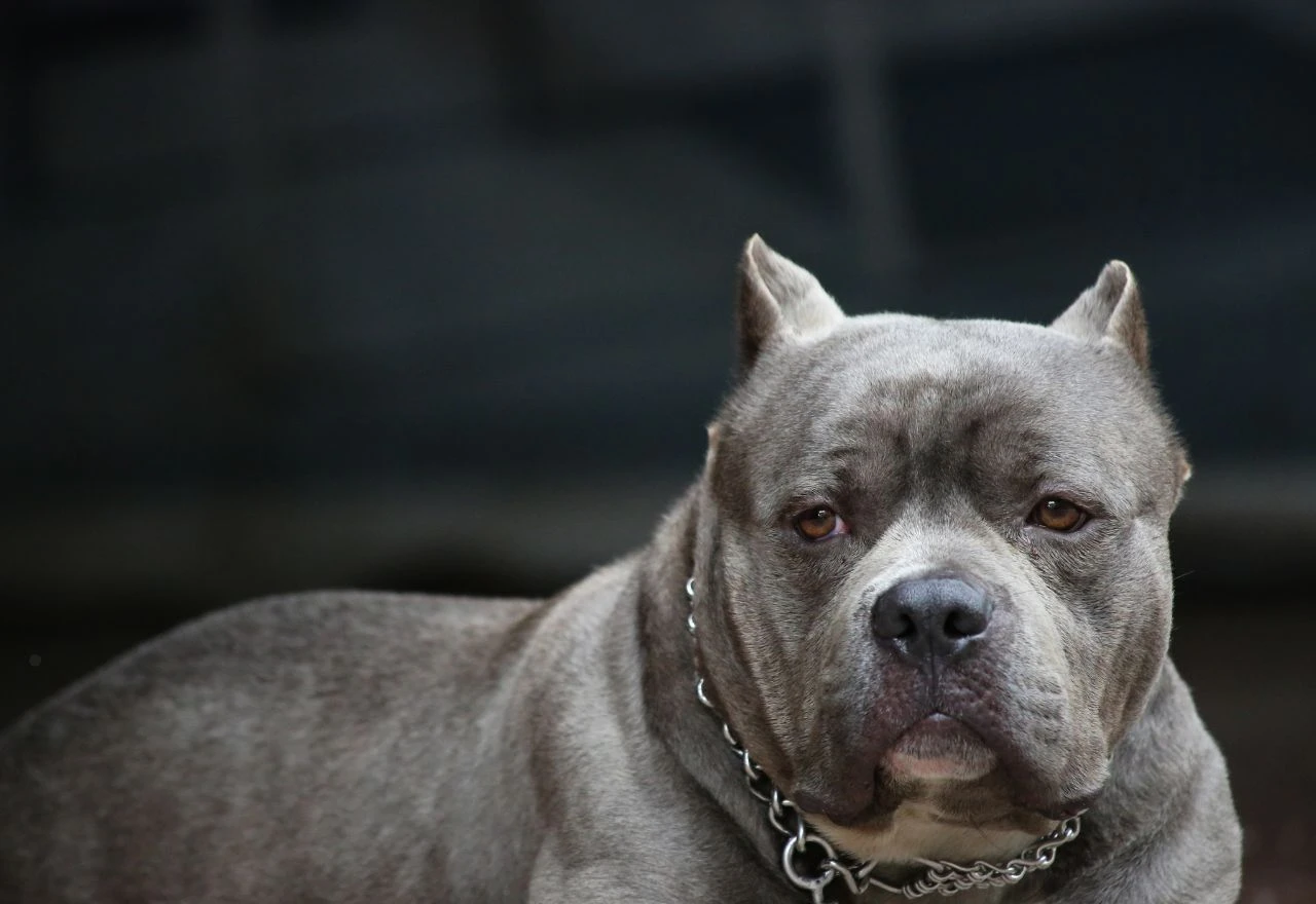 Posušane uznemirio sve veći broj pasa bez nadzora: "Ulaze u dvorišta, pit bull danima luta"