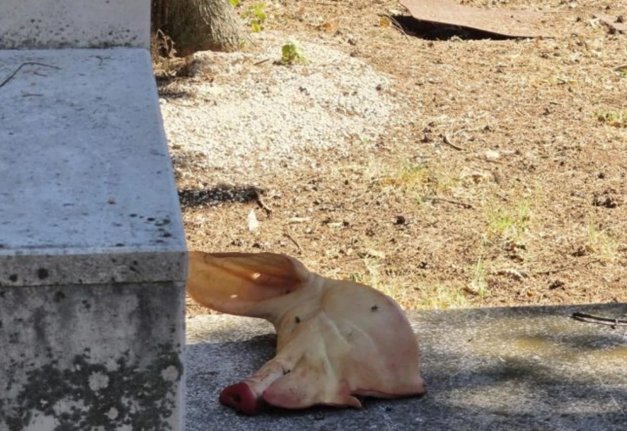 Naša stranka Mostar o incidentu u Liska parku: "Namjerna provokacija uoči izbora"