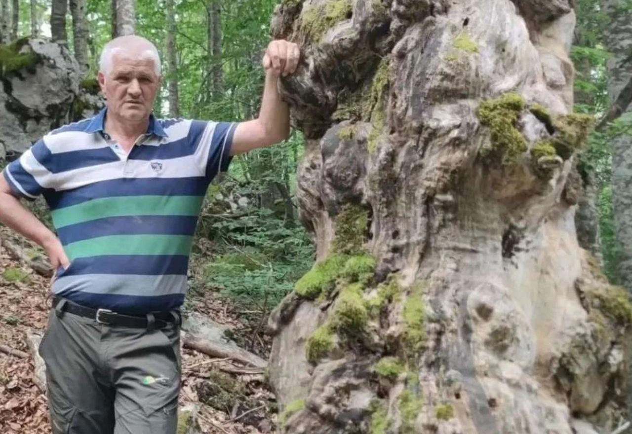 Neobično stablo kod Tomislavgrada moglo bi dobiti službenu zaštitu
