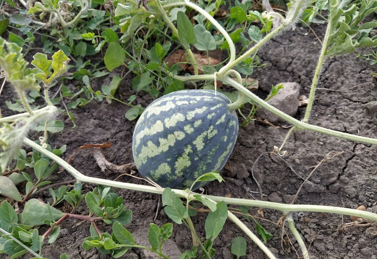 Zašto lubenice ostaju sitne i kako povećati veličinu ploda?