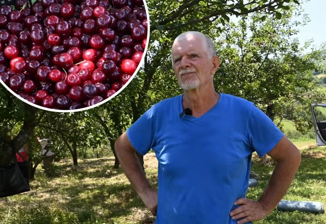 Kupci sve zahtjevniji: "Kupit ću višnje samo ako izvadite sve koštice"