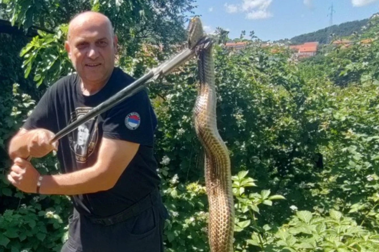 Hercegovac u jednom danu uhvatio tri zmije duge preko metar i pol
