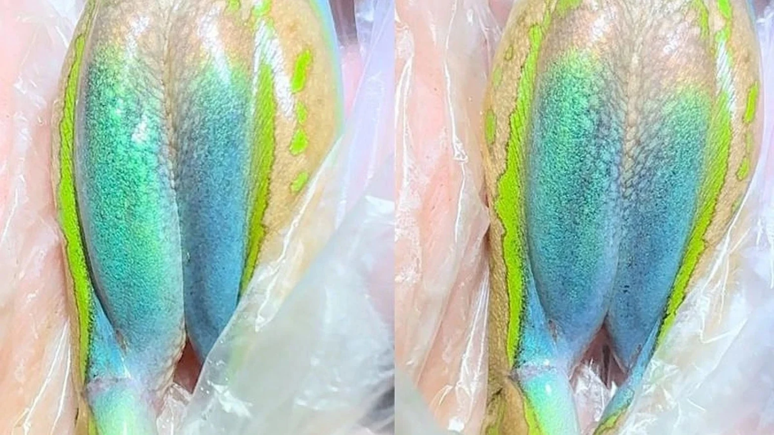 Detaljan prikaz iridescentne plave kože na bedrima odrasle zeleno-zlatne žabe (Ranoidea aurea). Boja se mijenja od zelene (lijevo) do plave (desno), ovisno o kutu promatranja.