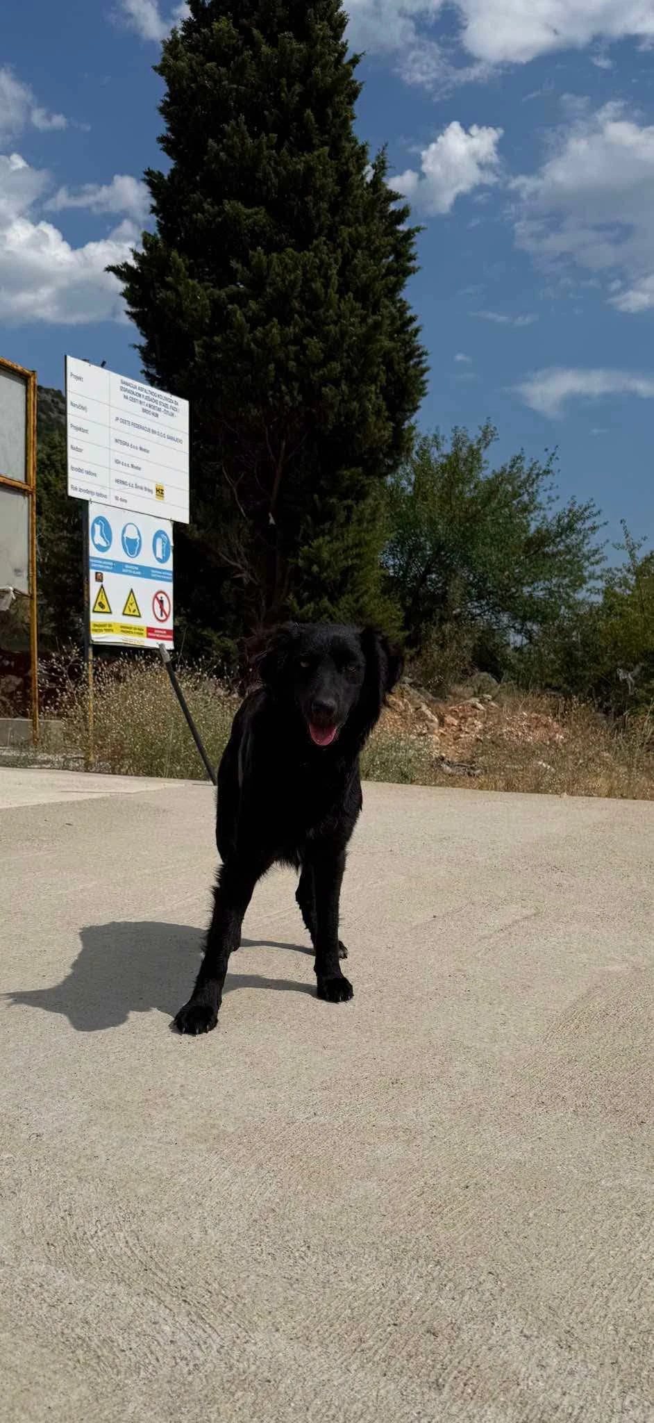 Još dva psa čekaju pomoć
