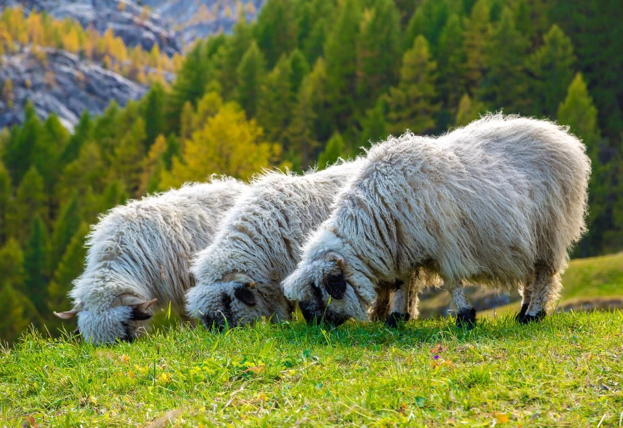 Grom usmrtio 97 crnonosnih ovaca na pašnjaku