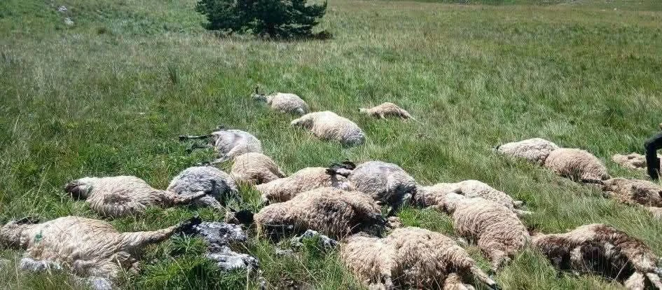 Grom na Kupresu usmrtio čitavo stado ovaca
