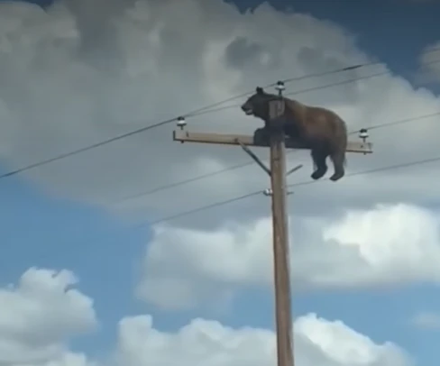 Medvjed se popeo na stup, priča nema sretan kraj