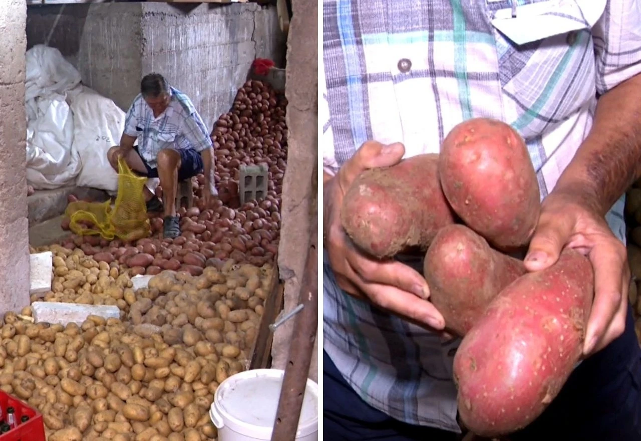 Nikola od kilograma sjemenskog krumpira dobio 35 kilograma ploda