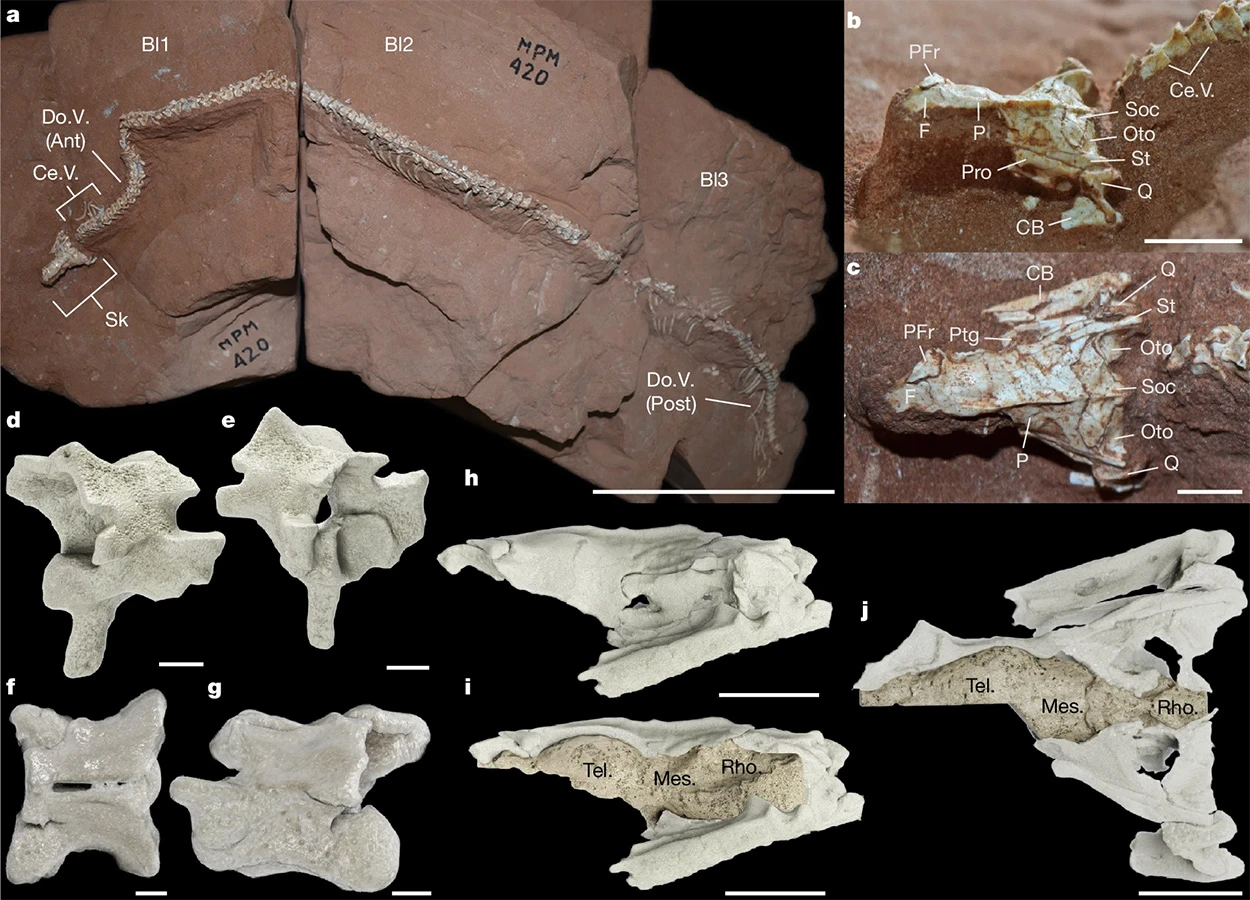 Otkrivena velika tajna evolucije zmija