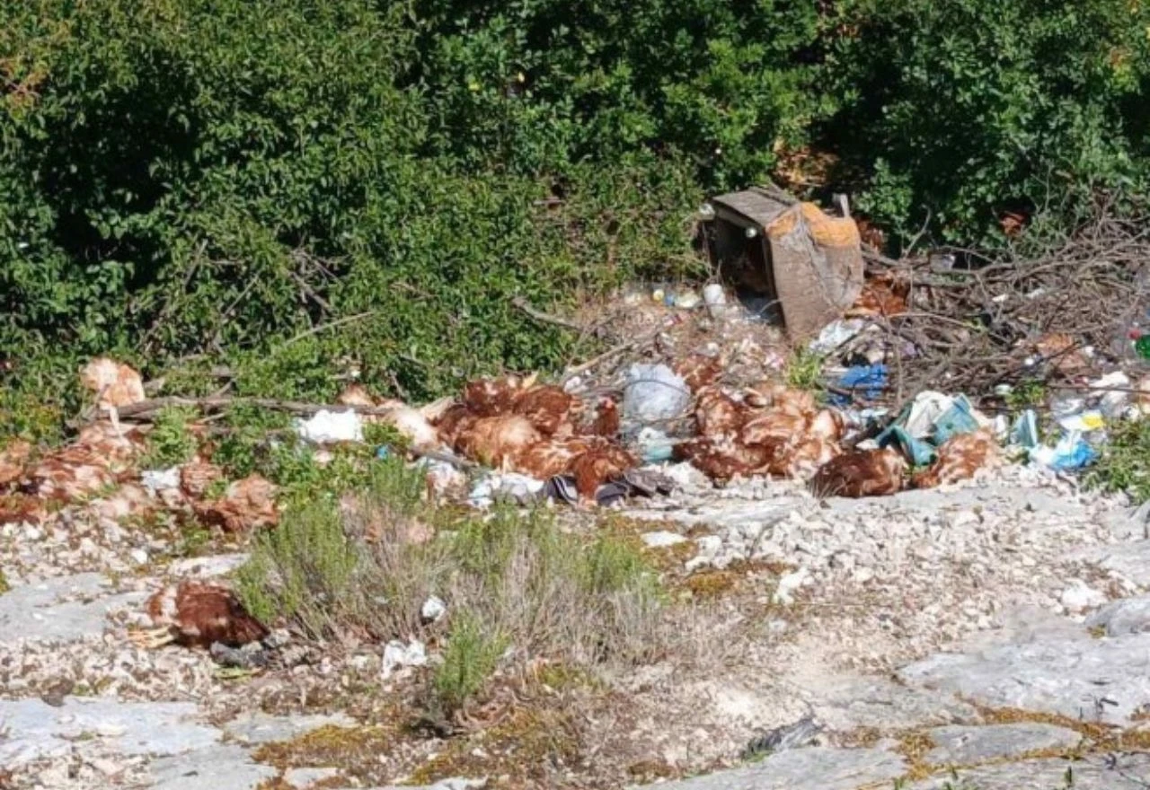 VIDEO | U Hercegovini uz cestu pronađene uginule i žive kokoši