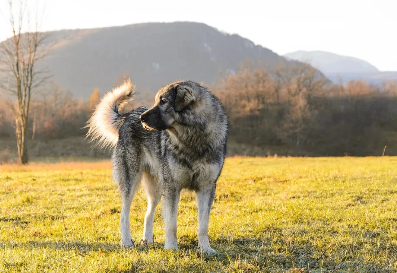 Žena usmrtila šarplaninca pa pokušala pobjeći iz države