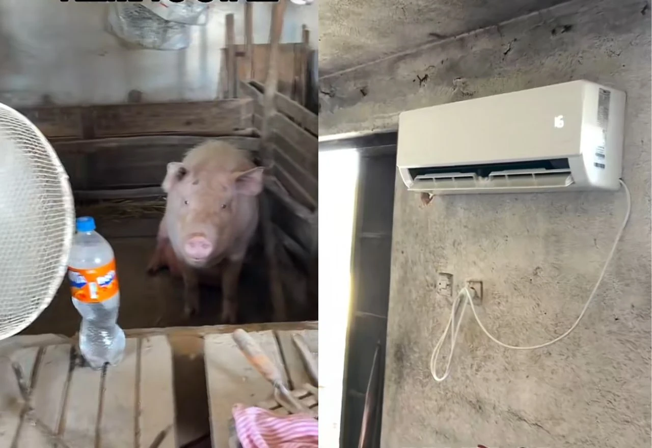 Svinjama kod Prijedora "pušika" klima, snimka postala hit