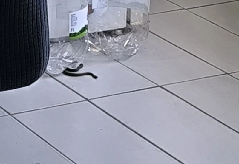 Poskok ušao u kuću s djecom, vatrogasci im rekli da ne rade sa zmijama