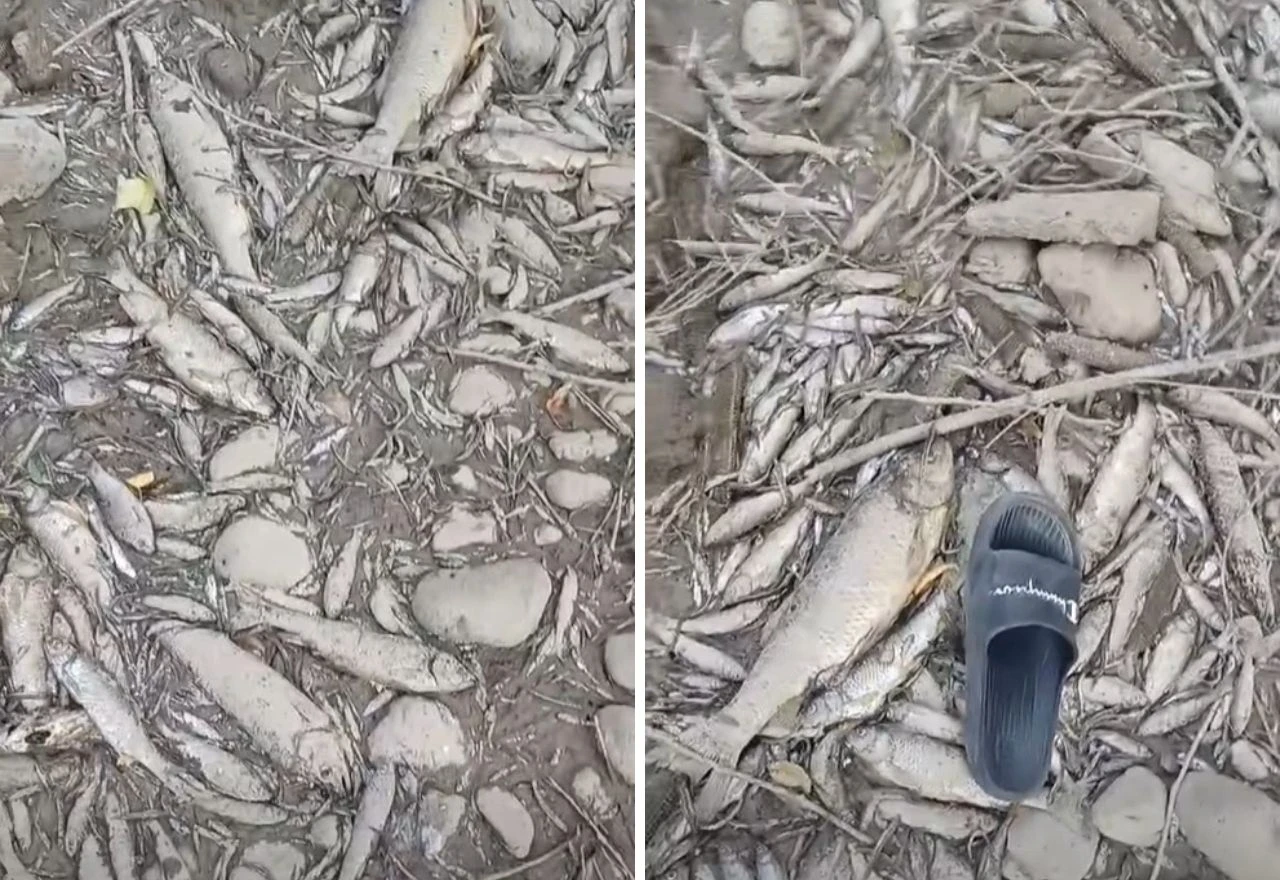 VIDEO | Pomor ribe u bh. rijeci