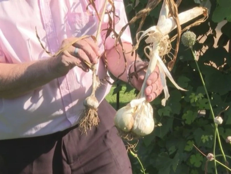 VIDEO | Đorđo uzgojio češnjak težak pola kilograma