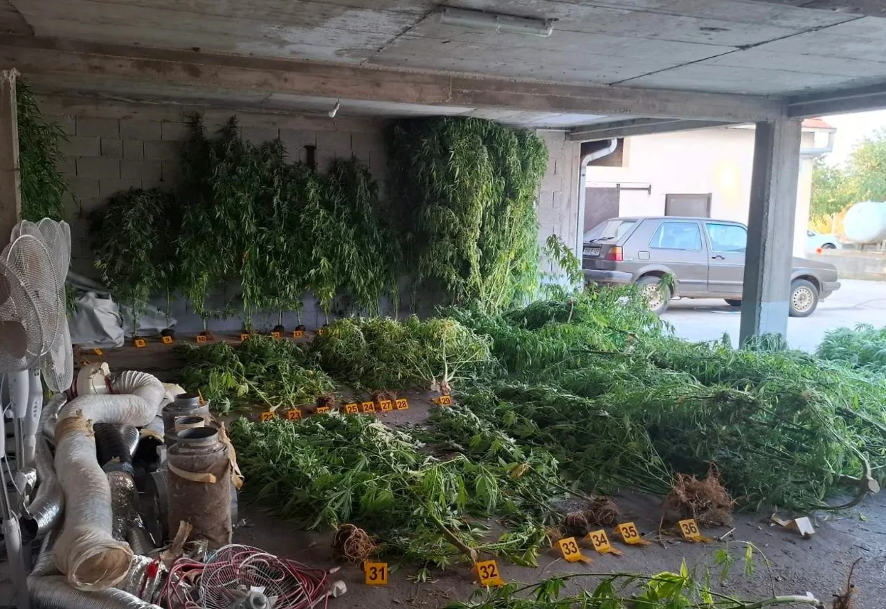 64 stabljike i 3 kilograma droge: U Stocu otkriven laboratorij za uzgoj marihuane