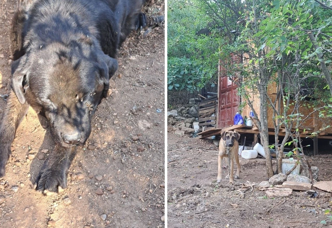 FOTO | Mještani mostarskog naselja upozoravaju na nelegalni azil za pse