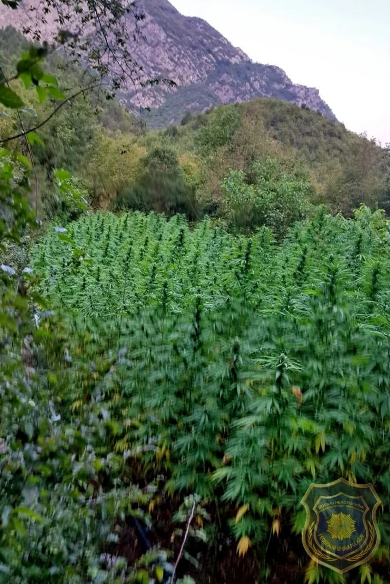 PLantaža u Drežnici