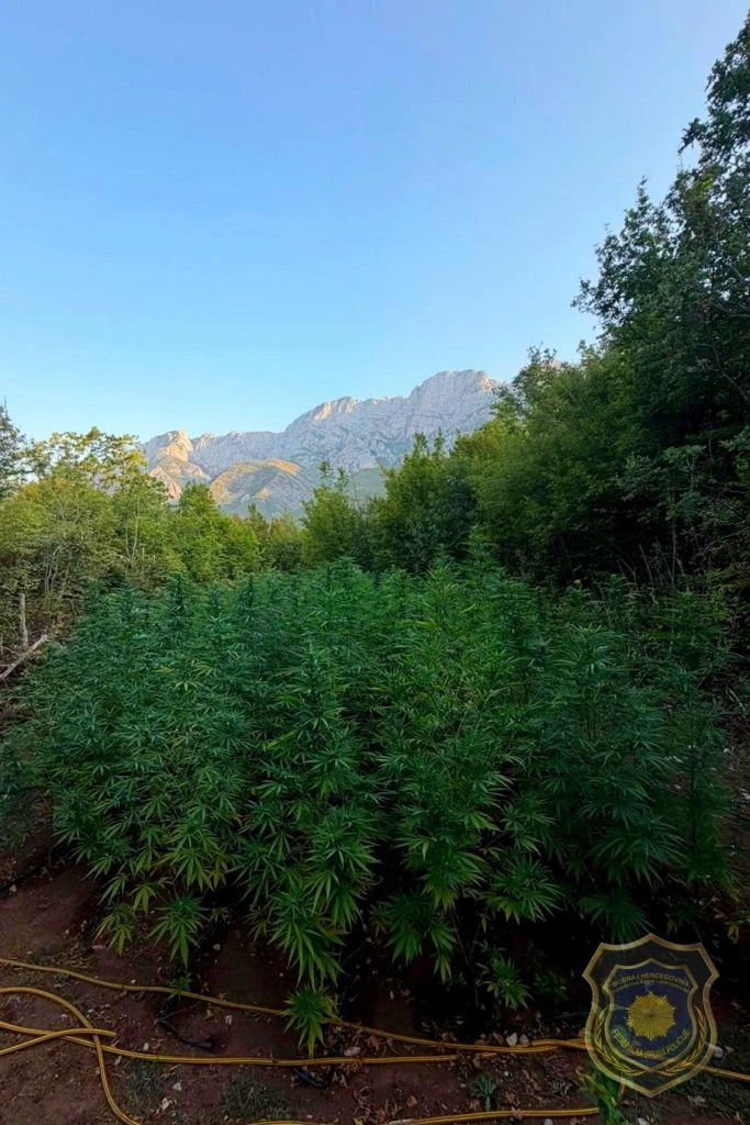 VIDEO | Pogledajte gdje su skrili 12 plantaža marihuane u Drežnici