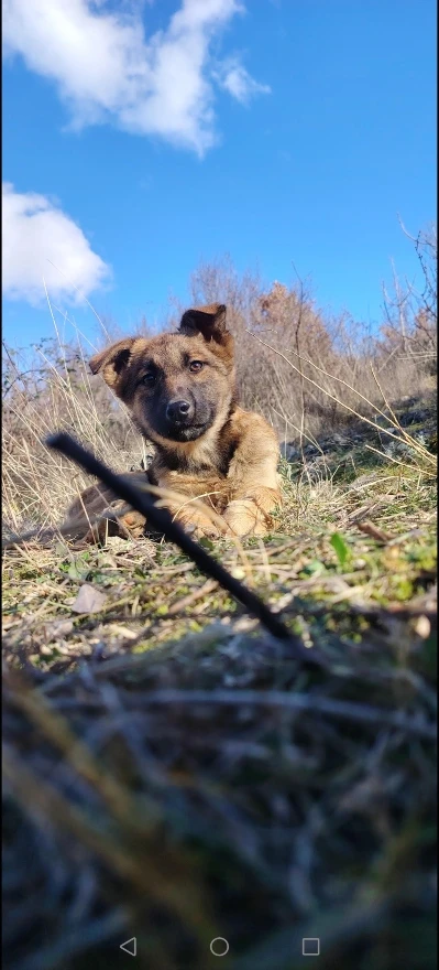 Psi u Vrapčićima