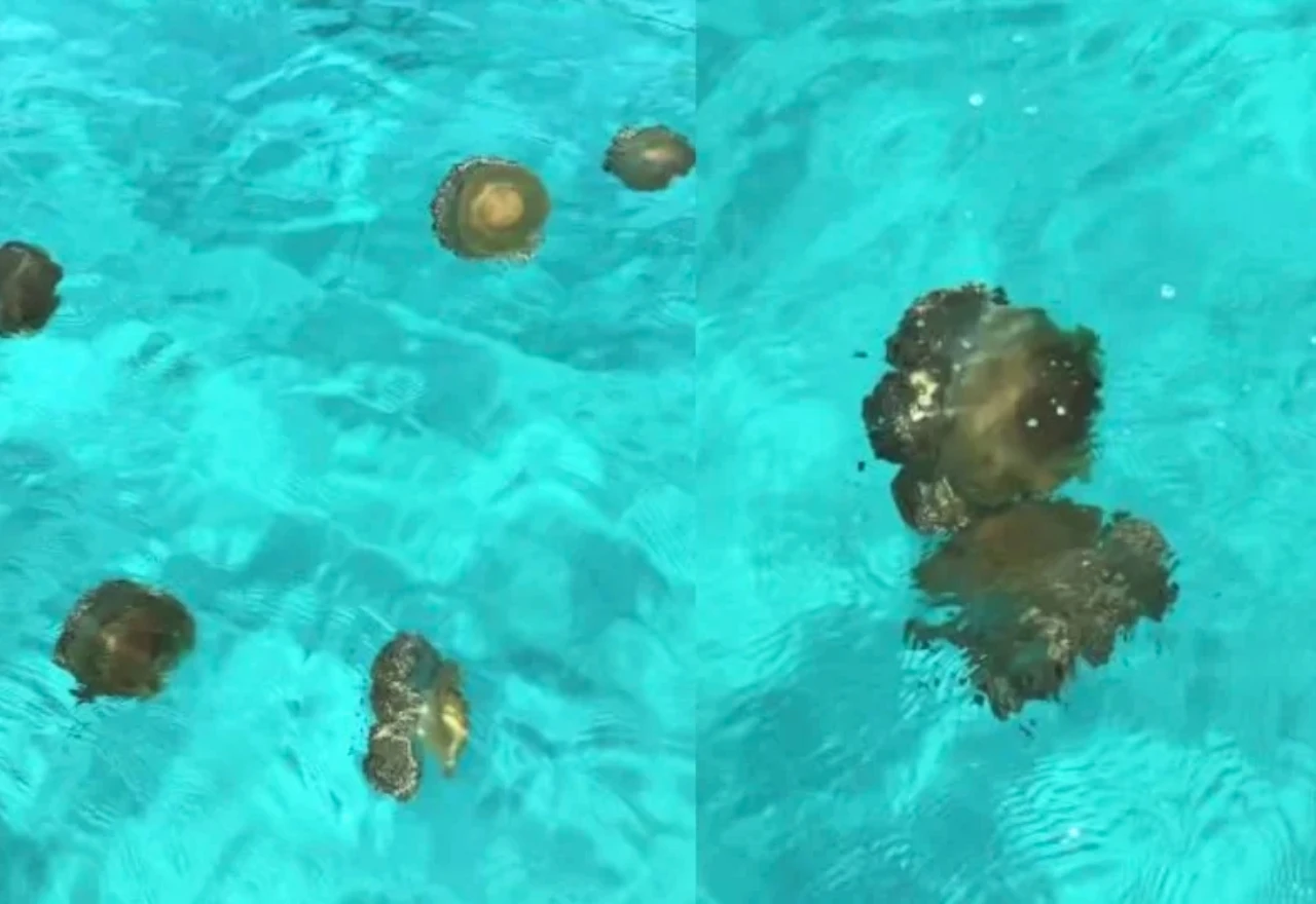 VIDEO | Meduze okupirale Jadran