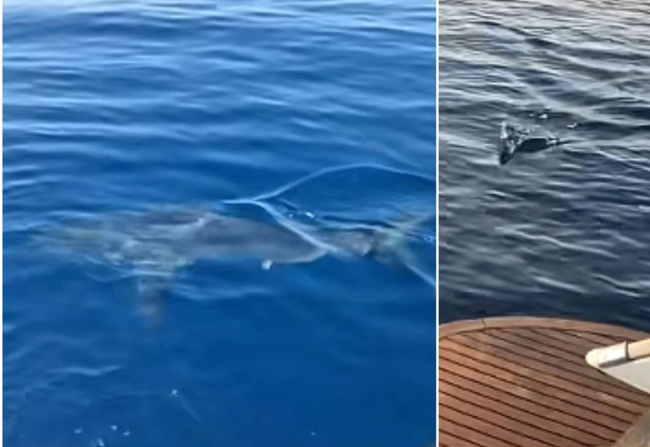 VIDEO | Kod hrvatskog otoka snimljen veliki morski pas: Predator može juriti i do 70 km/h