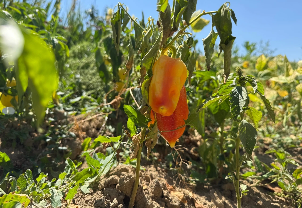 Hercegovačka paprika na ljetnom ispitu: Zašto plod ostaje sitan, puca ili dobiva opekline?
