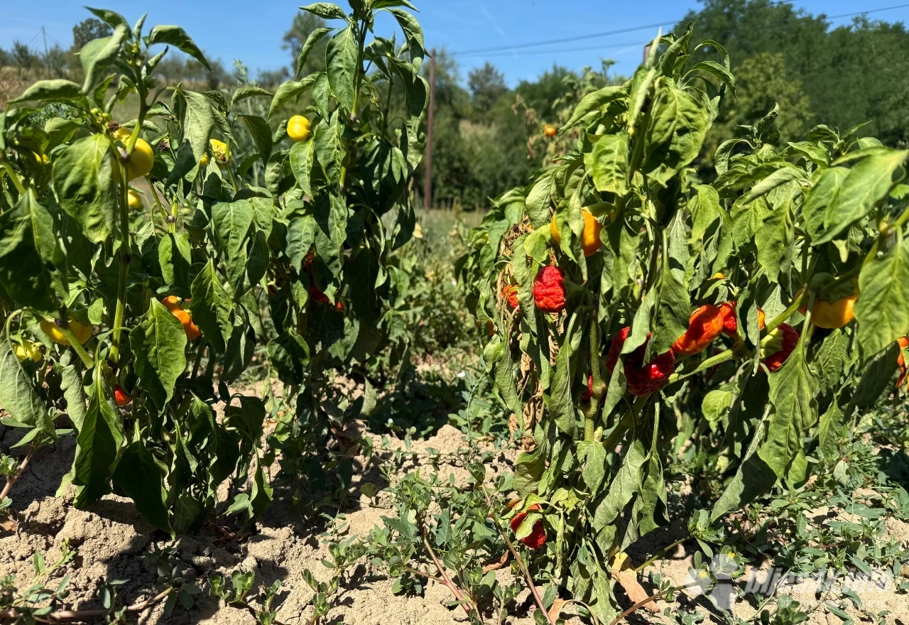 Sunce ostavlja posljedice