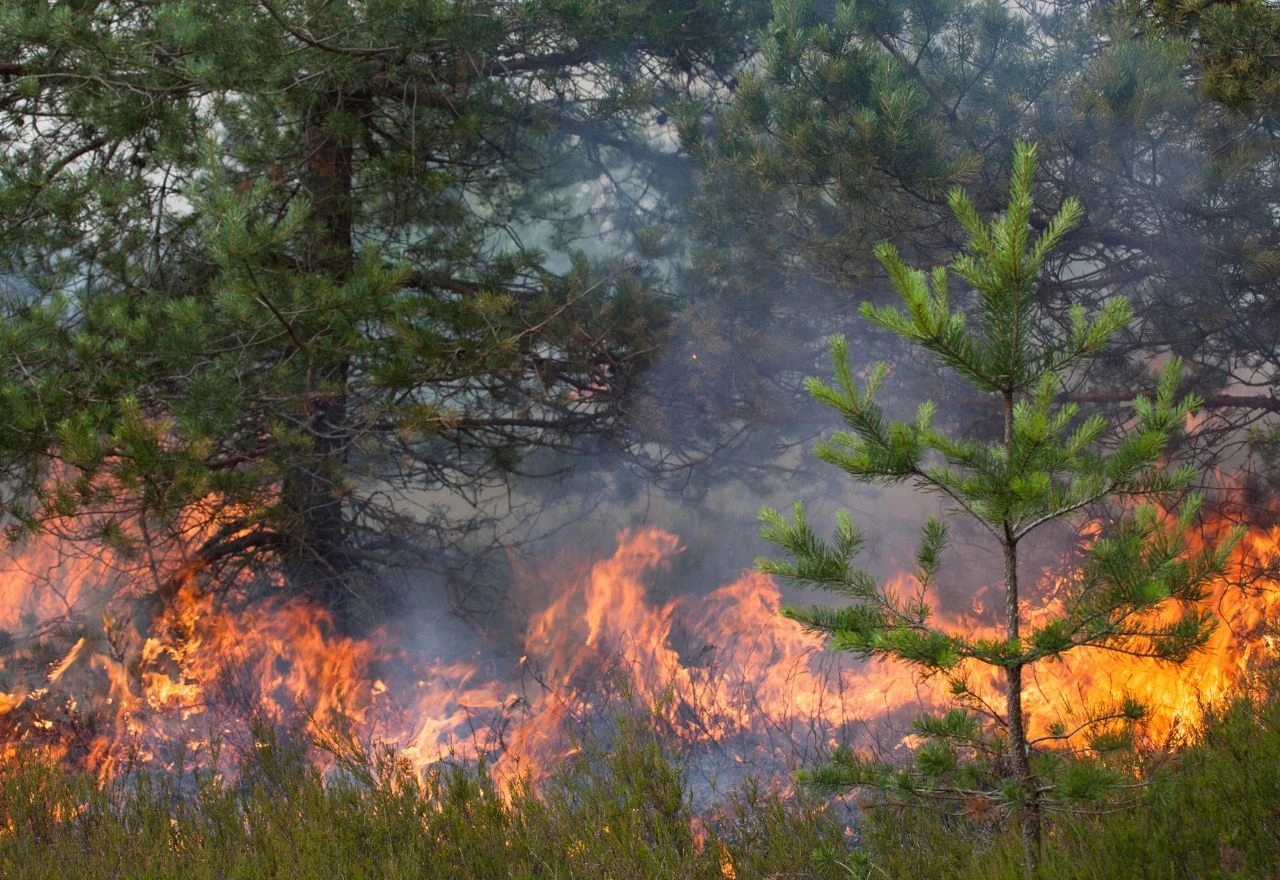 U Konjicu gorjela ljetna kuhinja i borova šuma