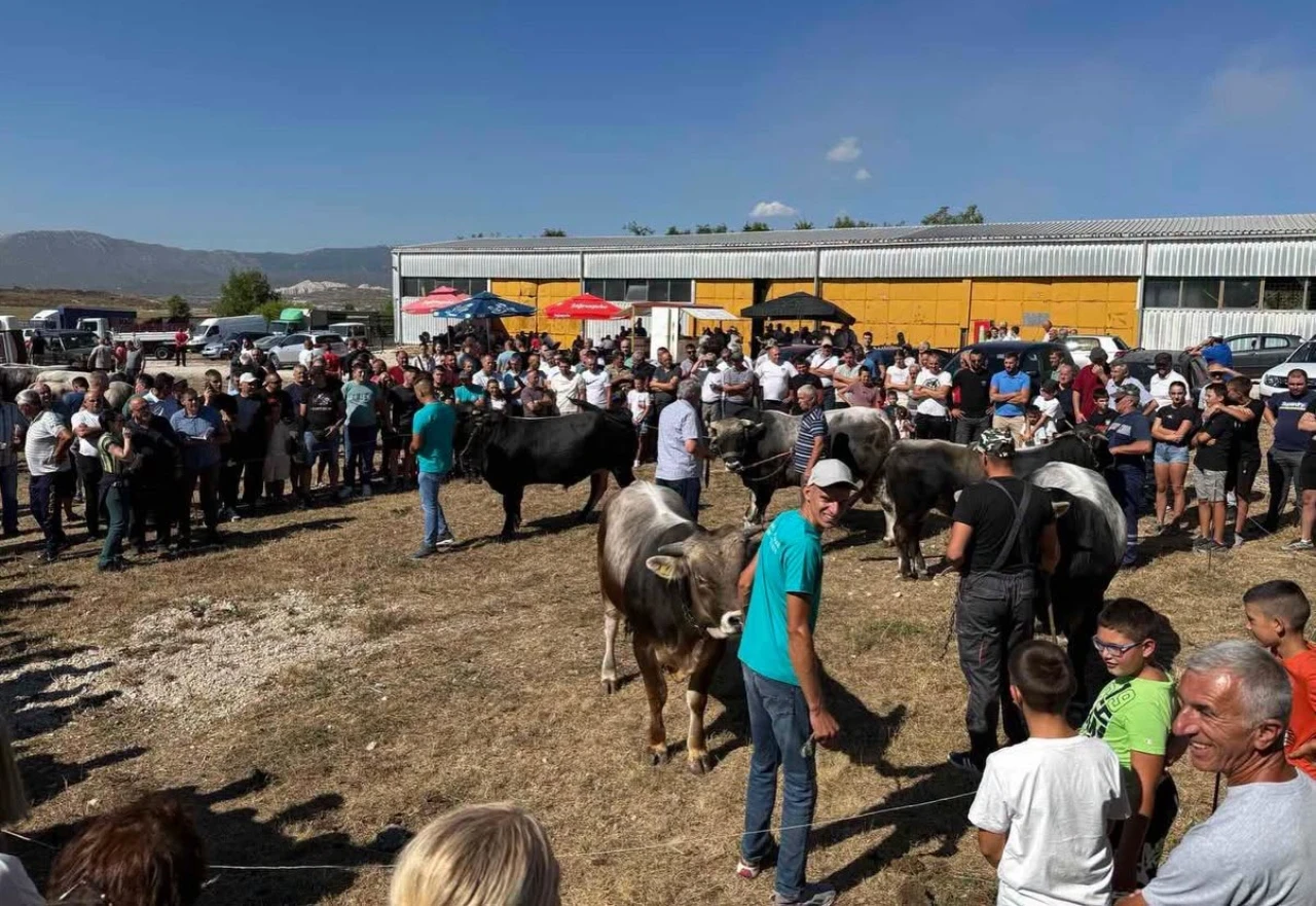 Intenzivno se radi na unaprjeđenju uzgoja gatačkog goveda