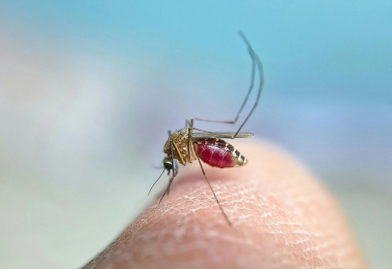 Virus zapadnog Nila širi se Europom, stručnjaci pozivaju na oprez