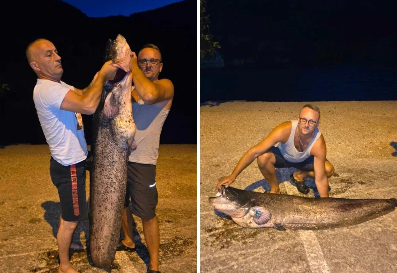 VIDEO | U jezeru Salakovac ulovljen som od 45 kilograma, dug skoro 2 metra