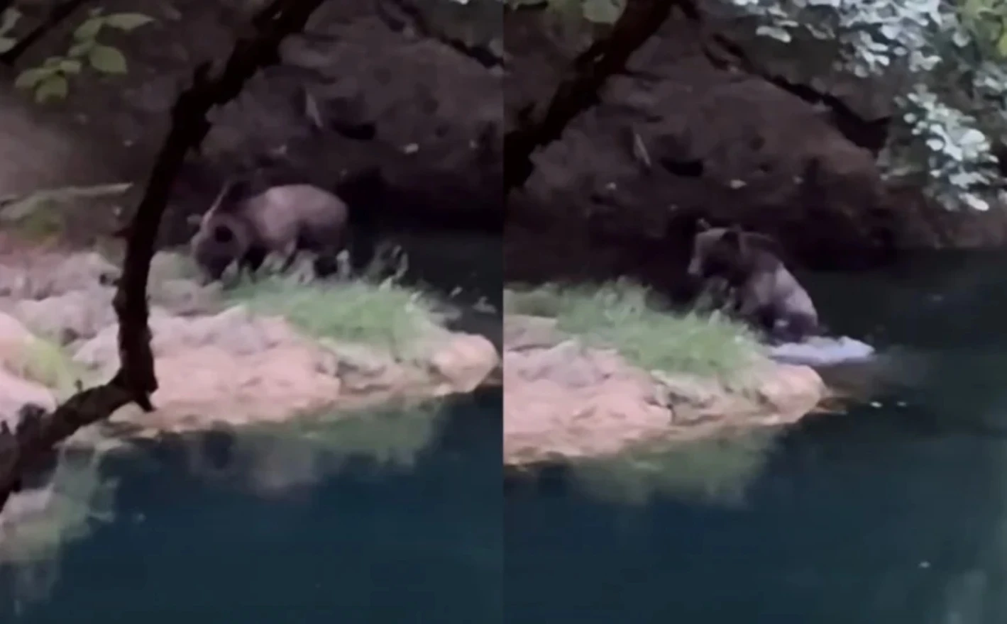 VIDEO | Medvjed u kanjonu Une krenuo prema ribaru, otjerao ga kamenjem