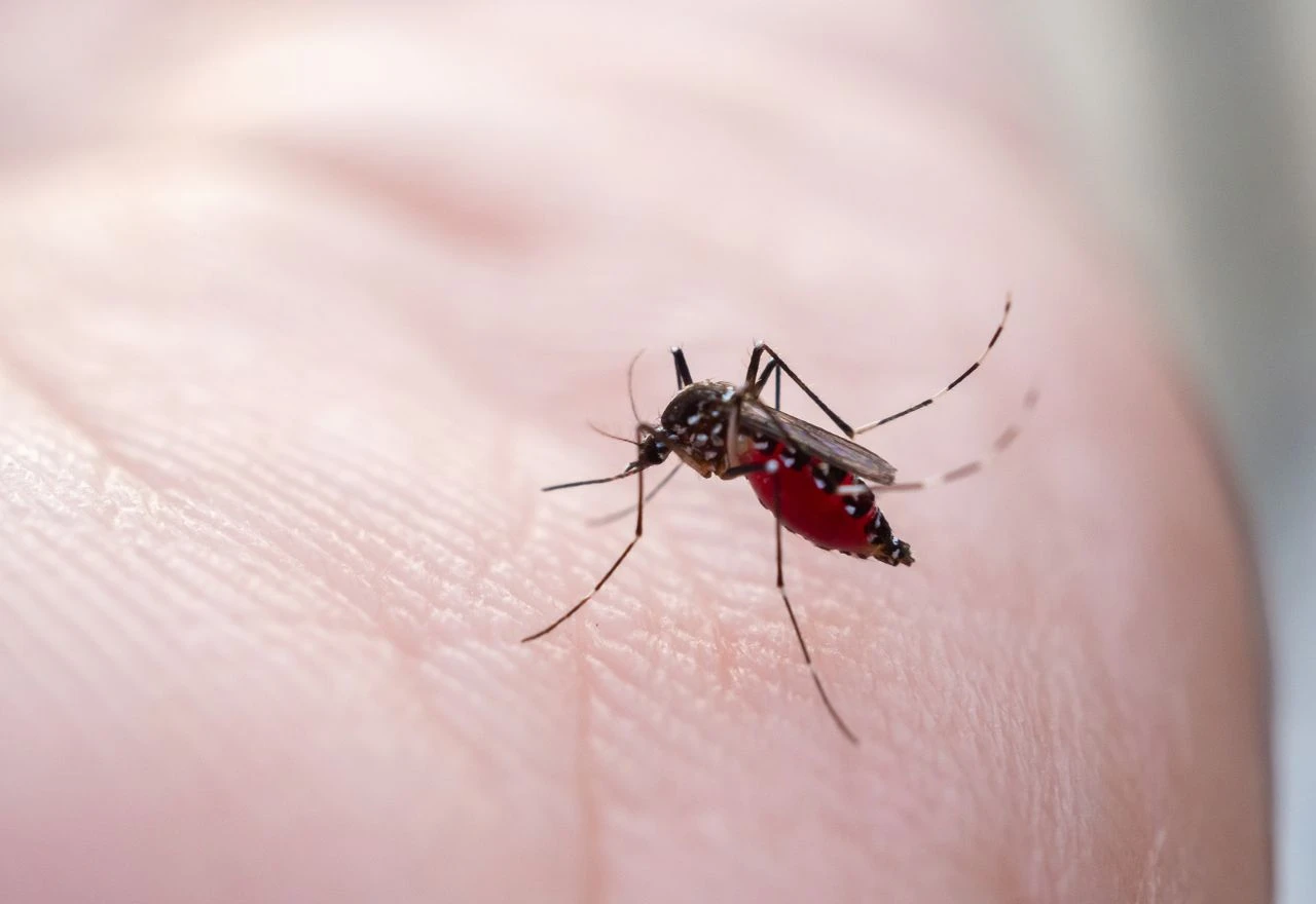 Koliko vremena treba od uboda do pojave simptoma virusa Zapadnog Nila?