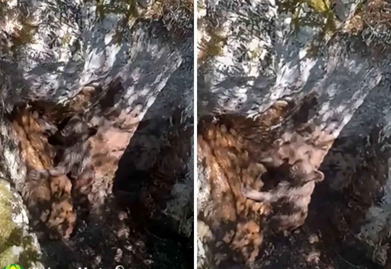 VIDEO | Mali medvjedić upao u duboku jamu, lovci ga spasili i vratili u prirodu