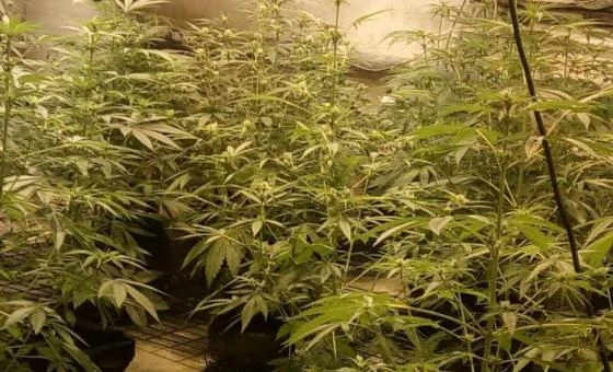 Policija u Vitini ugledala sumnjive biljke, pa privela muškarca koji ih je zalijevao