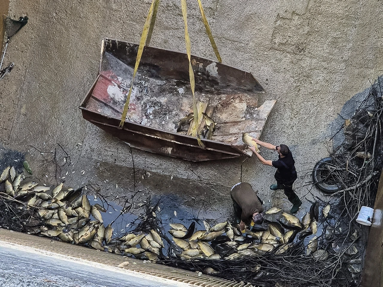 Na Mostarskom blatu spašeno 1.700 kilograma šarana
