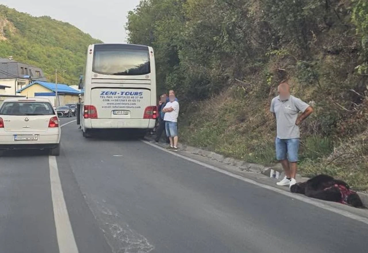 Autobus udario medvjeda kod Travnika