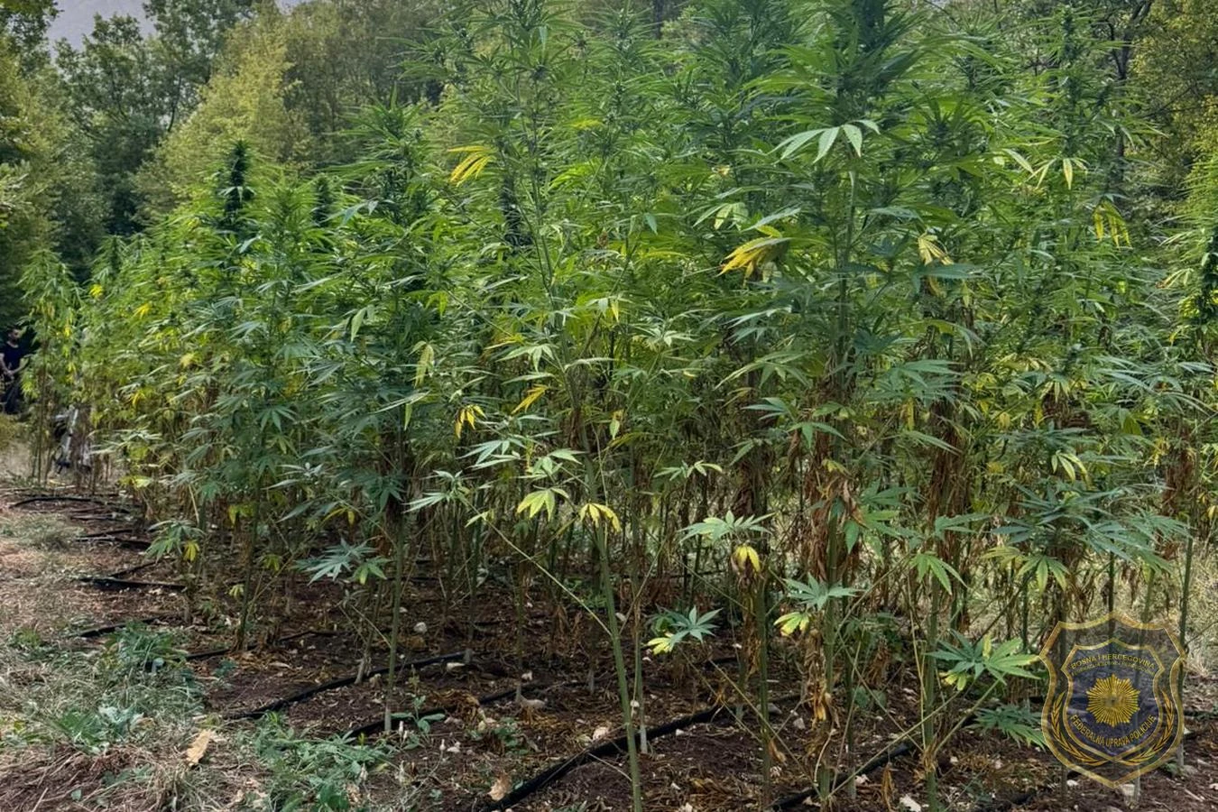 FUP kod Grabovice otkrio plantažu sa 177 stabljika kanabisa