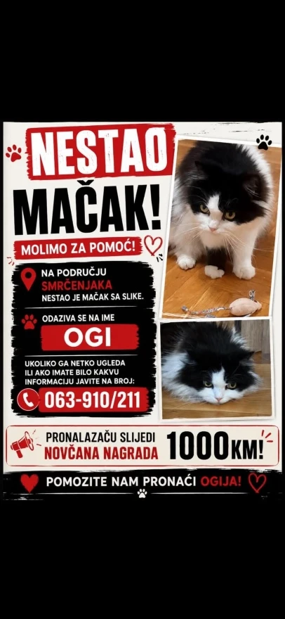 U Mostaru nestao mačak Ogi, pronalazaču nagrada od 1.000 KM