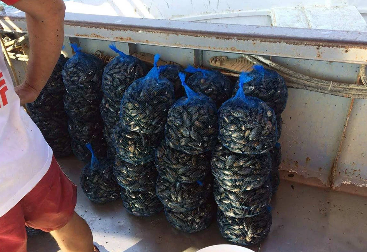 Uništeno 90 posto proizvodnje dagnji u Jadranu, štete se mjere desecima milijuna eura