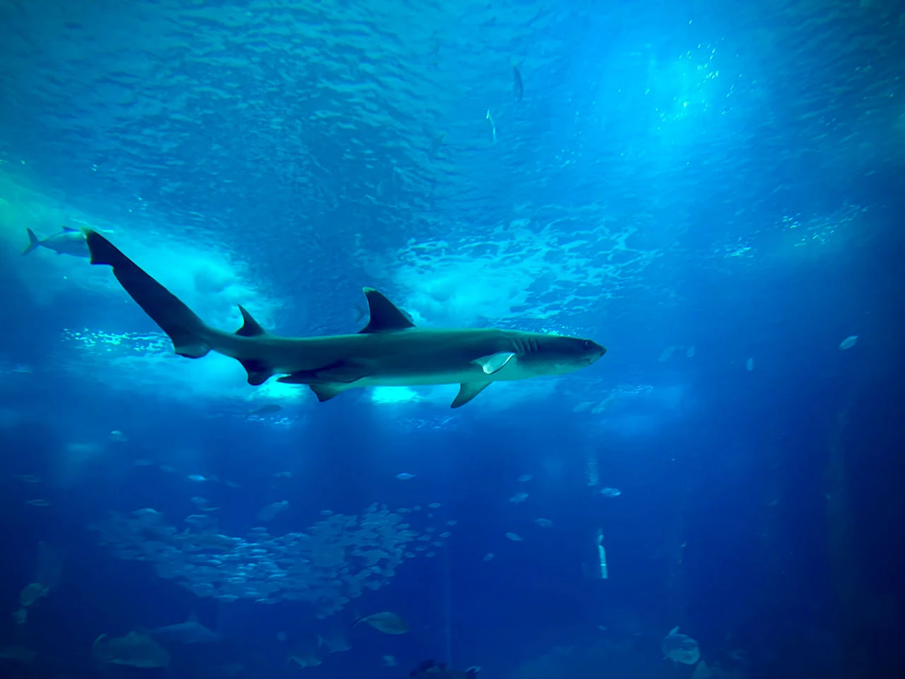 Morski psi, raže i vidre: Što vas čeka u lisabonskom Oceanáriu