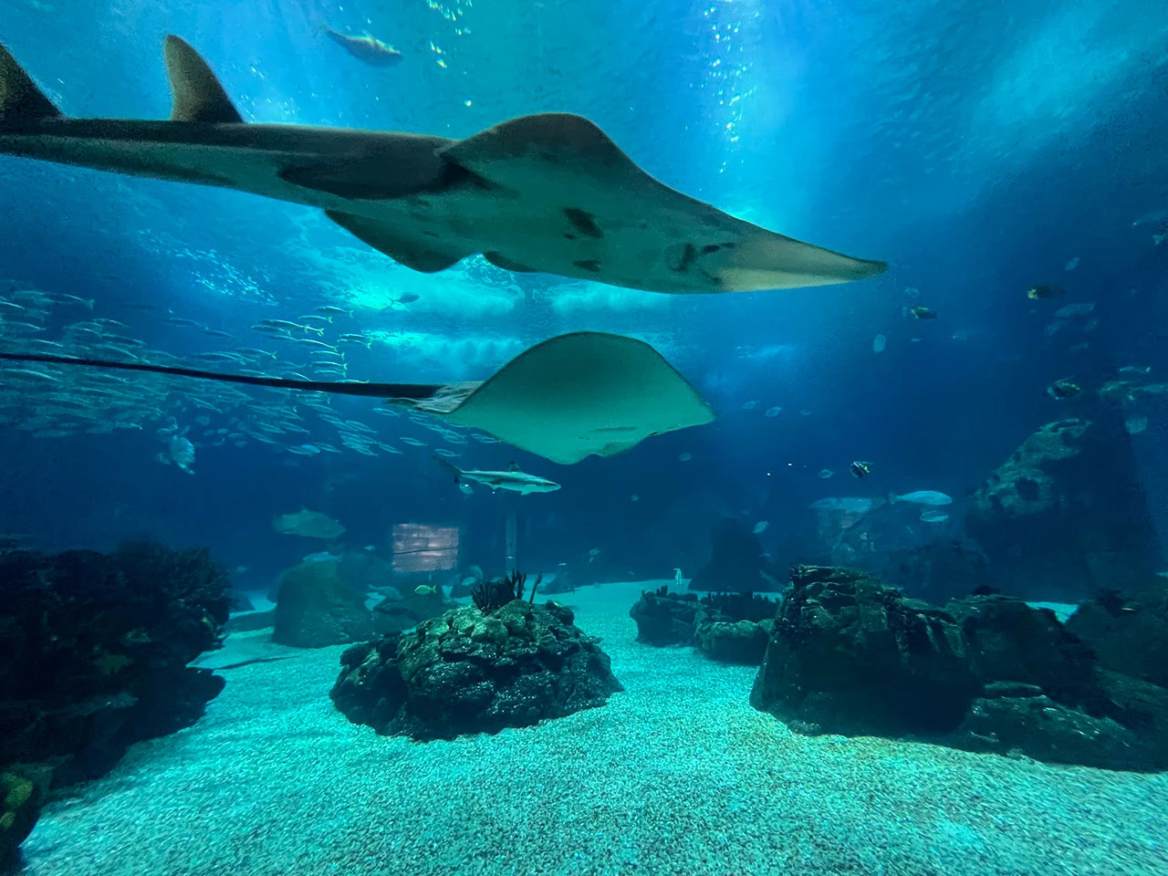Morski psi, raže i vidre: Što vas čeka u lisabonskom Oceanáriu