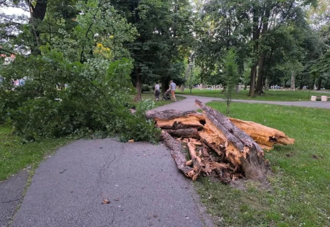 Četiri osobe ozlijeđene nakon pada stabla u parku