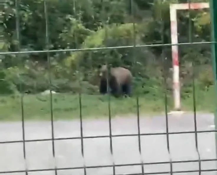 Medvjed snimljen kod škole, mještani zabrinuti