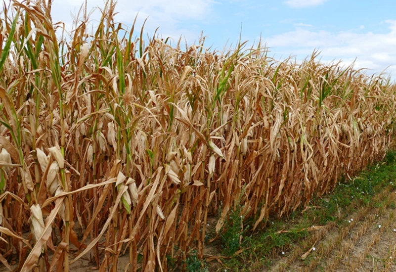 Suša smanjila prinose kukuruza, stočna hrana poskupjela, a izvori presušili