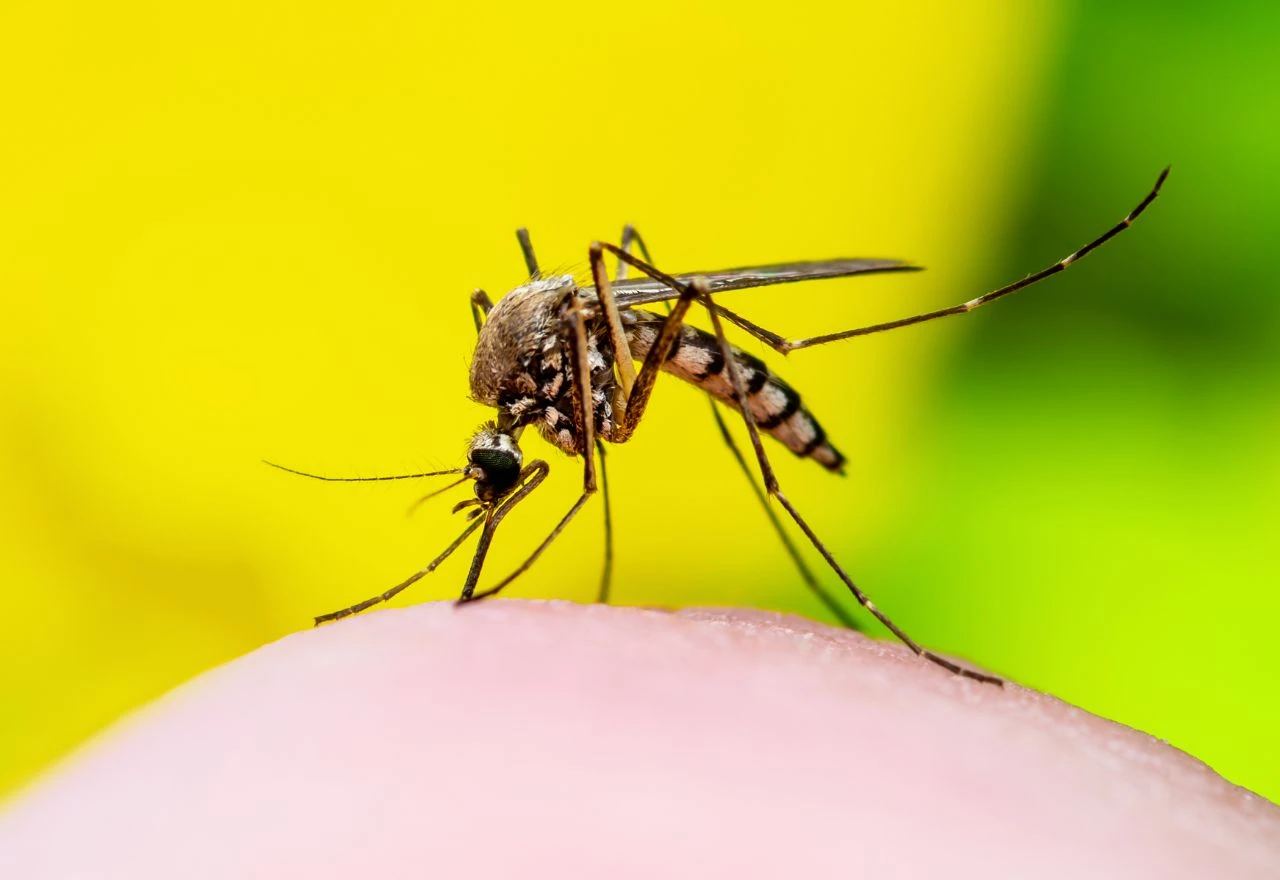 Virus Zapadnog Nila širi se Hrvatskom: 15 zaraženih, većina ima teži oblik bolesti