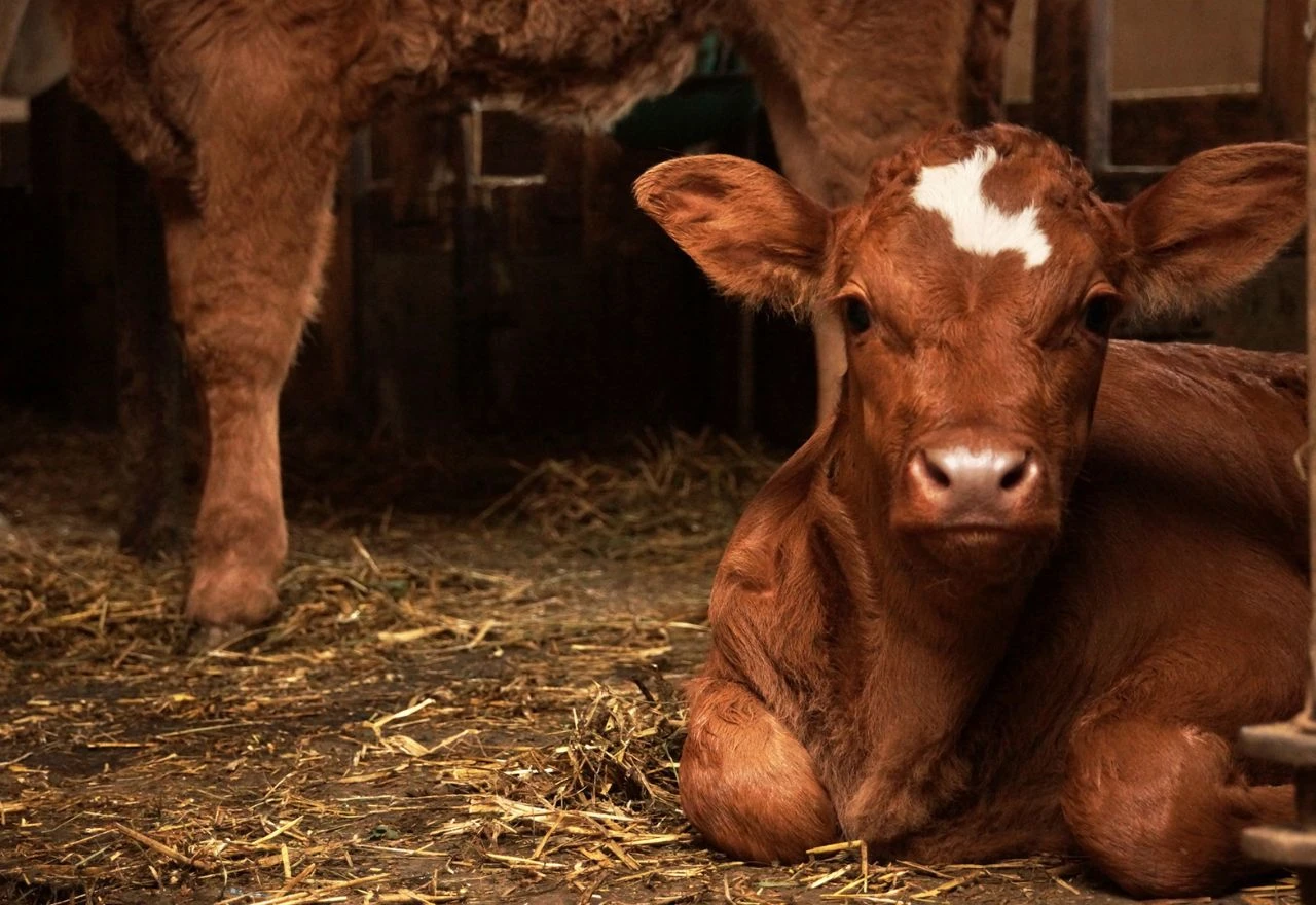 Bračni par vilama napao veterinara: "Probodi ga, probodi ga"